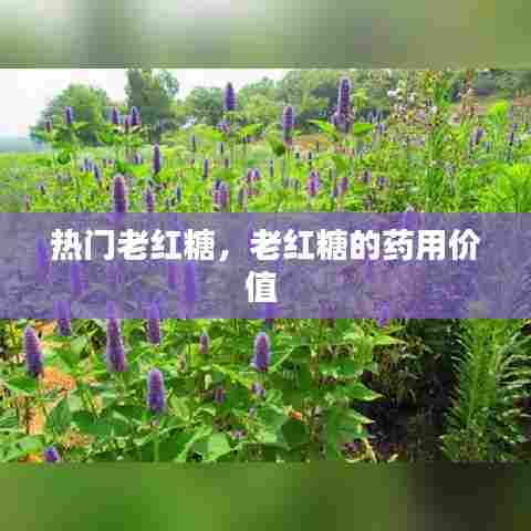 热门老红糖,老红糖的药用价值