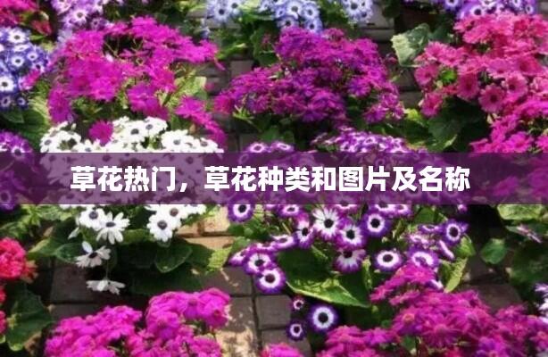 草花热门,草花种类和图片及名称