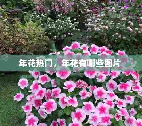 年花热门,年花有哪些图片