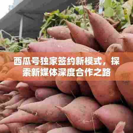 西瓜号独家签约新模式，探索新媒体深度合作之路