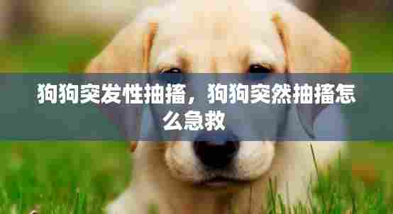 狗狗突发性抽搐，狗狗突然抽搐怎么急救 