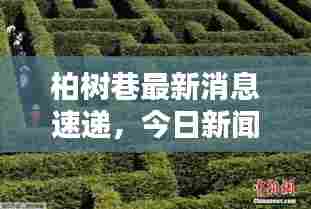 柏树巷最新消息速递,今日新闻一览