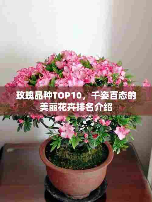 玫瑰品种TOP10,千姿百态的美丽花卉排名介绍