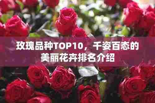 玫瑰品种TOP10,千姿百态的美丽花卉排名介绍