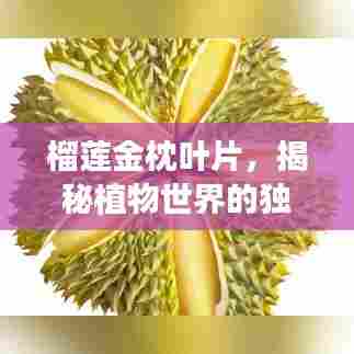榴莲金枕叶片，揭秘植物世界的独特魅力探索之旅