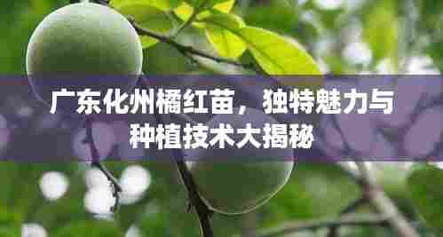 广东化州橘红苗，独特魅力与种植技术大揭秘