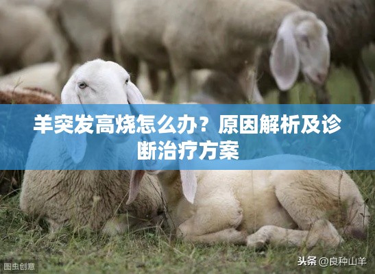 羊突发高烧怎么办？原因解析及诊断治疗方案