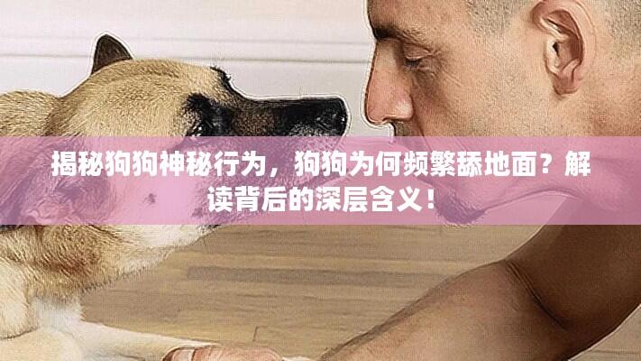 揭秘狗狗神秘行为，狗狗为何频繁舔地面？解读背后的深层含义！