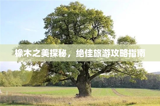 橡木之美探秘,绝佳旅游攻略指南