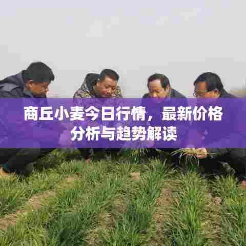 商丘小麦今日行情，最新价格分析与趋势解读
