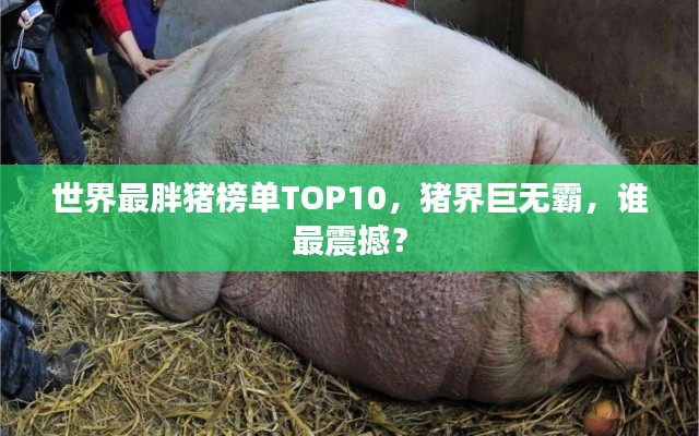 世界最胖猪榜单TOP10,猪界巨无霸,谁最震撼?