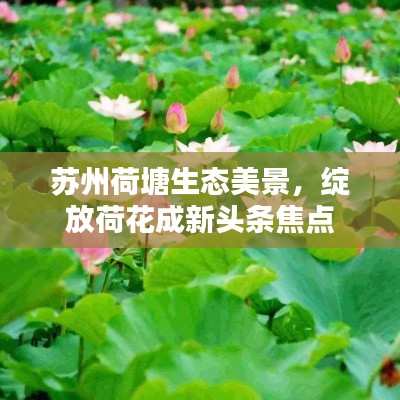 苏州荷塘生态美景,绽放荷花成新头条焦点