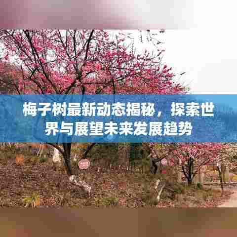 梅子树最新动态揭秘，探索世界与展望未来发展趋势