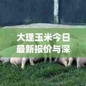 大理玉米今日最新报价与深度市场分析